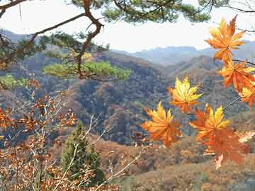 2004年澳門天天開好彩大全,2004年澳門彩市精彩回顧_網(wǎng)紅版5.96