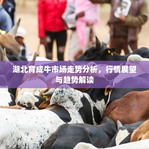 湖北育成牛市場(chǎng)走勢(shì)分析，行情展望與趨勢(shì)解讀