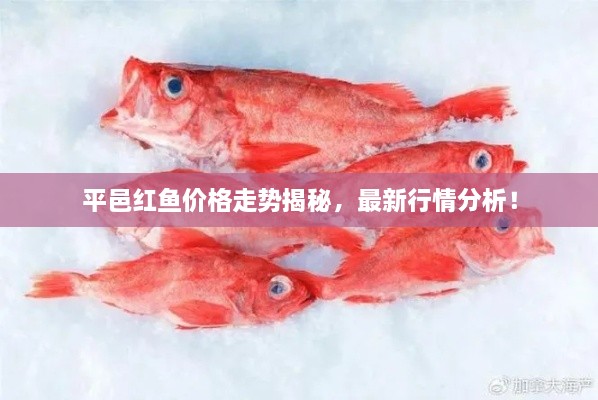 平邑紅魚價格走勢揭秘，最新行情分析！