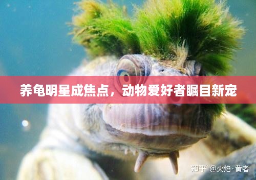 養(yǎng)龜明星成焦點，動物愛好者矚目新寵