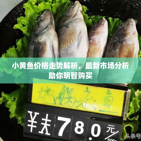 小黃魚(yú)價(jià)格走勢(shì)解析，最新市場(chǎng)分析助你明智購(gòu)買(mǎi)