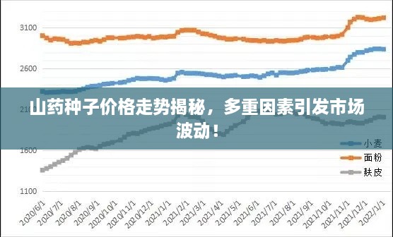 山藥種子價格走勢揭秘，多重因素引發(fā)市場波動！