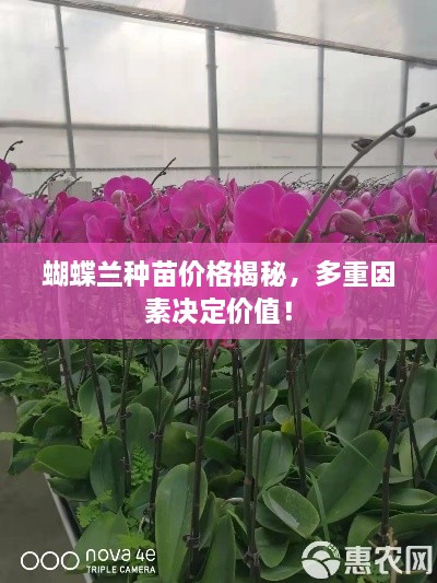 蝴蝶蘭種苗價格揭秘，多重因素決定價值！