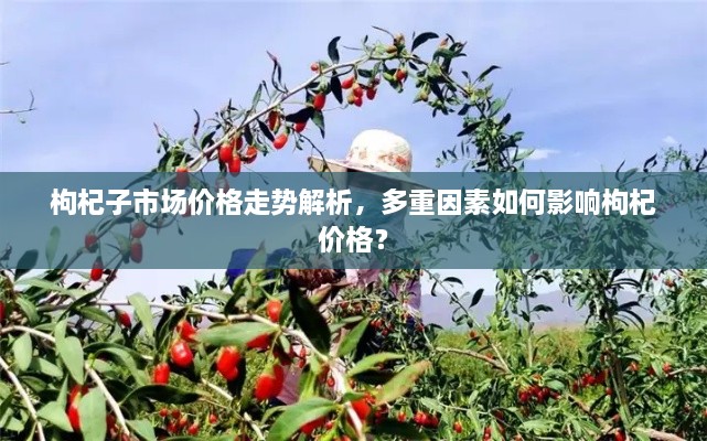 枸杞子市場(chǎng)價(jià)格走勢(shì)解析，多重因素如何影響枸杞價(jià)格？