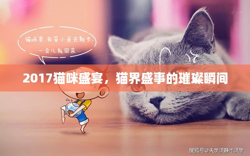 2017貓咪盛宴，貓界盛事的璀璨瞬間