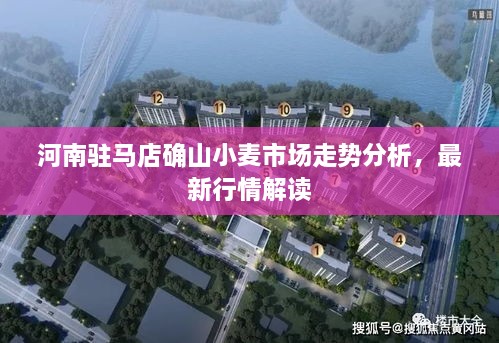 河南駐馬店確山小麥?zhǔn)袌鲎邉莘治?，最新行情解讀