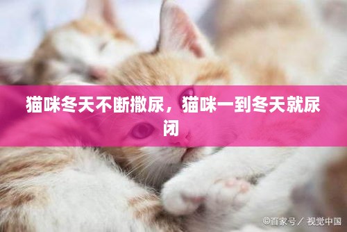 貓咪冬天不斷撒尿，貓咪一到冬天就尿閉 