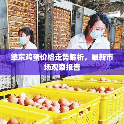 肇東雞蛋價格走勢解析，最新市場觀察報告