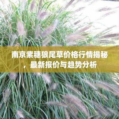 南京紫穗狼尾草價(jià)格行情揭秘，最新報(bào)價(jià)與趨勢(shì)分析