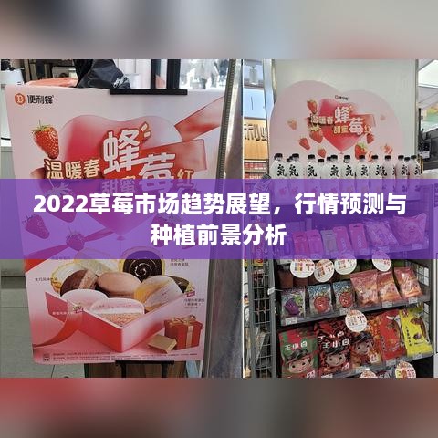 2022草莓市場趨勢展望，行情預測與種植前景分析