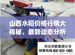 山西水稻價(jià)格行情大揭秘，最新動(dòng)態(tài)分析！