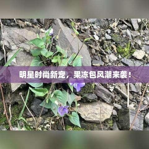 明星時(shí)尚新寵，果凍包風(fēng)潮來(lái)襲！
