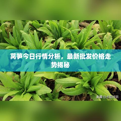 萵筍今日行情分析，最新批發(fā)價格走勢揭秘