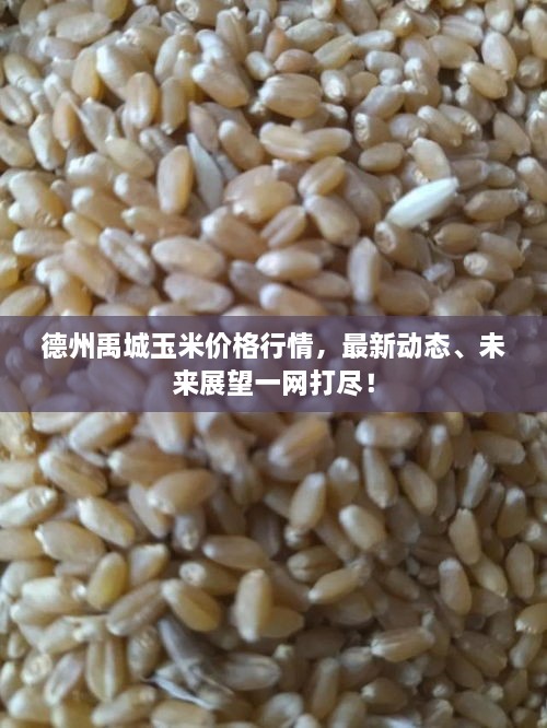 德州禹城玉米價格行情，最新動態(tài)、未來展望一網(wǎng)打盡！