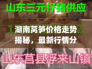 湖南萵筍價(jià)格走勢(shì)揭秘，最新行情分析與市場(chǎng)動(dòng)態(tài)