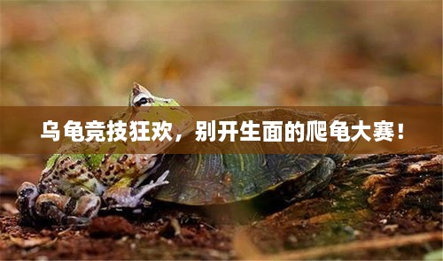 烏龜競(jìng)技狂歡，別開(kāi)生面的爬龜大賽！