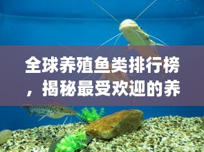 全球養(yǎng)殖魚(yú)類(lèi)排行榜，揭秘最受歡迎的養(yǎng)殖魚(yú)類(lèi)種類(lèi)！