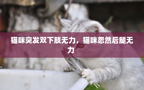 貓咪突發(fā)雙下肢無(wú)力，貓咪忽然后腿無(wú)力 