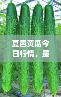 夏邑黃瓜今日行情，最新價格一網(wǎng)打盡
