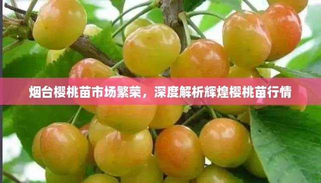 煙臺(tái)櫻桃苗市場(chǎng)繁榮，深度解析輝煌櫻桃苗行情