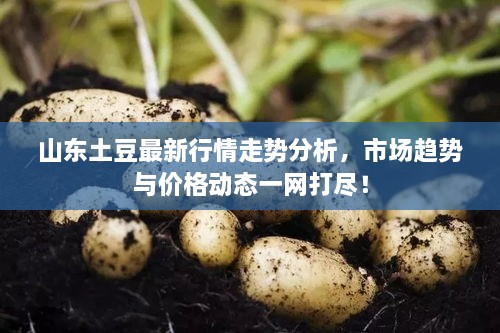山東土豆最新行情走勢分析，市場趨勢與價格動態(tài)一網打盡！