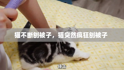 貓不斷刨被子，貓突然瘋狂刨被子 