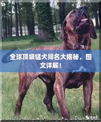 全球頂級猛犬排名大揭秘，圖文詳解！