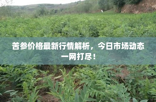 苦參價格最新行情解析，今日市場動態(tài)一網(wǎng)打盡！