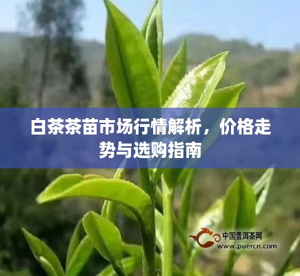 白茶茶苗市場(chǎng)行情解析，價(jià)格走勢(shì)與選購(gòu)指南