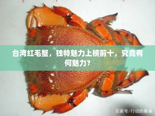 臺(tái)灣紅毛蟹，獨(dú)特魅力上榜前十，究竟有何魅力？
