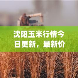沈陽玉米行情今日更新，最新價格走勢分析