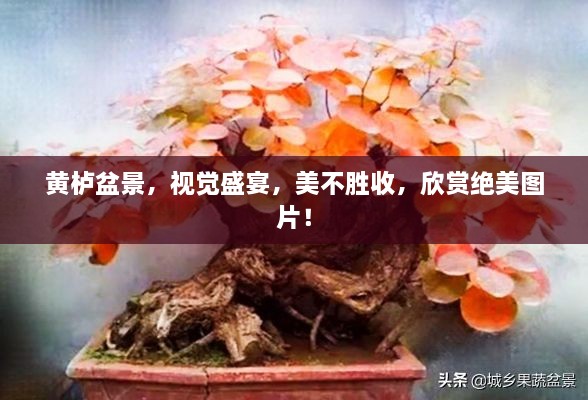 黃櫨盆景，視覺盛宴，美不勝收，欣賞絕美圖片！