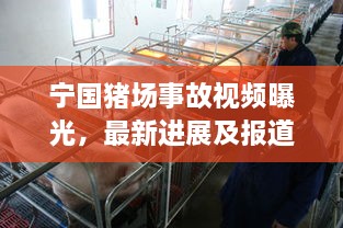 寧國豬場事故視頻曝光，最新進展及報道概述