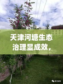 天津河塘生態(tài)治理顯成效，城市面貌煥然一新