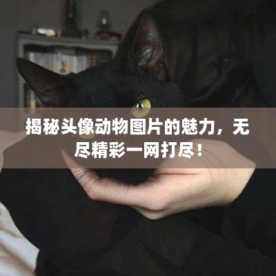 揭秘頭像動(dòng)物圖片的魅力，無盡精彩一網(wǎng)打盡！