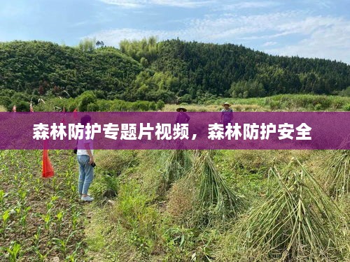 森林防護專題片視頻，森林防護安全 