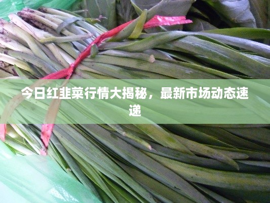 今日紅韭菜行情大揭秘，最新市場動態(tài)速遞