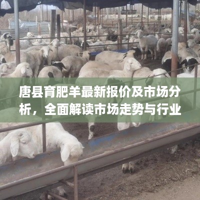 唐縣育肥羊最新報(bào)價(jià)及市場(chǎng)分析，全面解讀市場(chǎng)走勢(shì)與行業(yè)趨勢(shì)