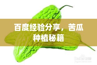 百度經(jīng)驗(yàn)分享，苦瓜種植秘籍