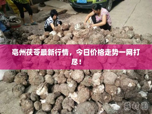 亳州茯苓最新行情，今日價(jià)格走勢(shì)一網(wǎng)打盡！