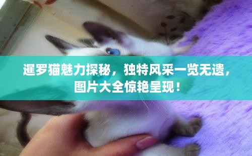 暹羅貓魅力探秘，獨特風采一覽無遺，圖片大全驚艷呈現！