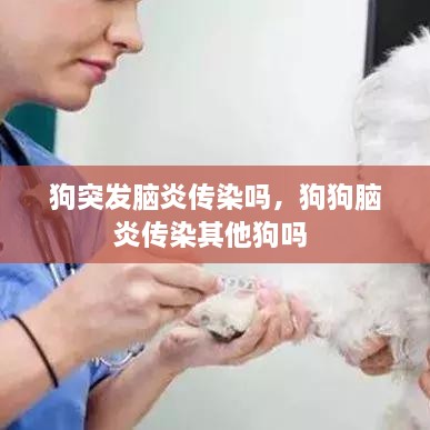 狗突發(fā)腦炎傳染嗎，狗狗腦炎傳染其他狗嗎 