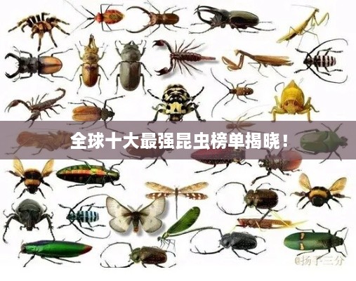 全球十大最強(qiáng)昆蟲榜單揭曉！