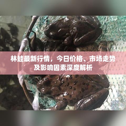 林蛙最新行情，今日價(jià)格、市場(chǎng)走勢(shì)及影響因素深度解析