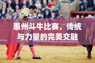 惠州斗牛比賽，傳統(tǒng)與力量的完美交融