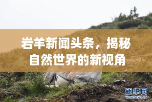 巖羊新聞?lì)^條，揭秘自然世界的新視角