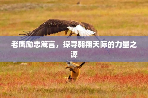 老鷹勵志箴言，探尋翱翔天際的力量之源
