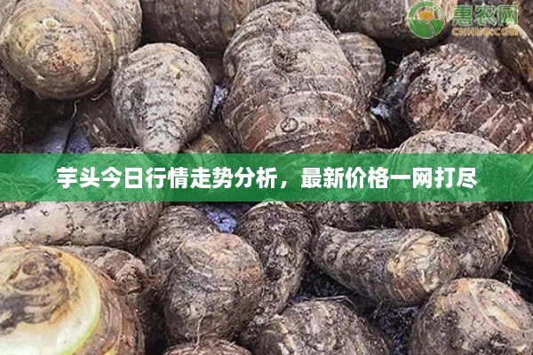 芋頭今日行情走勢分析，最新價格一網(wǎng)打盡