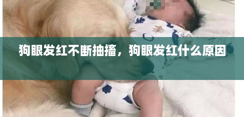 狗眼發(fā)紅不斷抽搐，狗眼發(fā)紅什么原因 