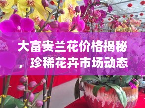 大富貴蘭花價(jià)格揭秘，珍稀花卉市場動(dòng)態(tài)與價(jià)值探究